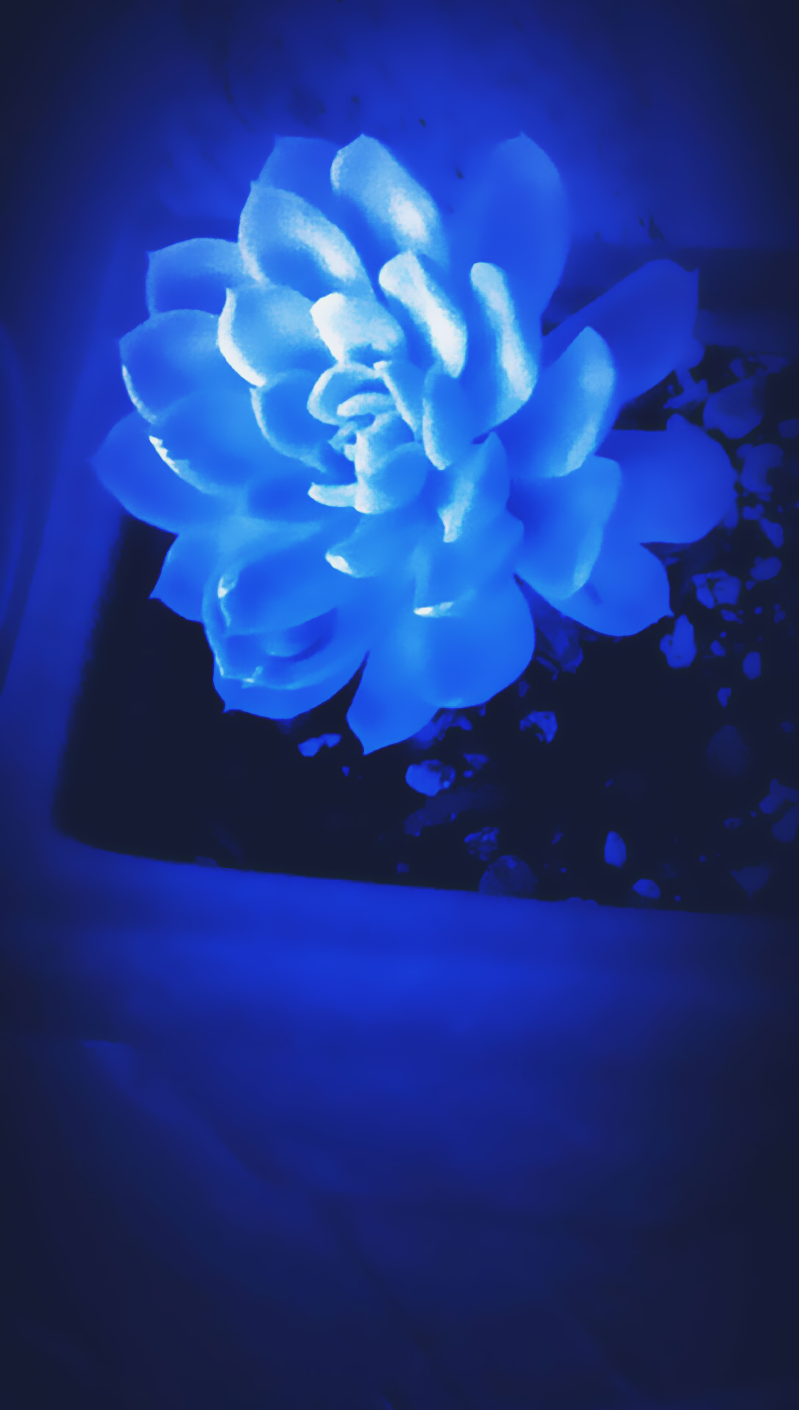 Hình nền hoa sen xanh đậm