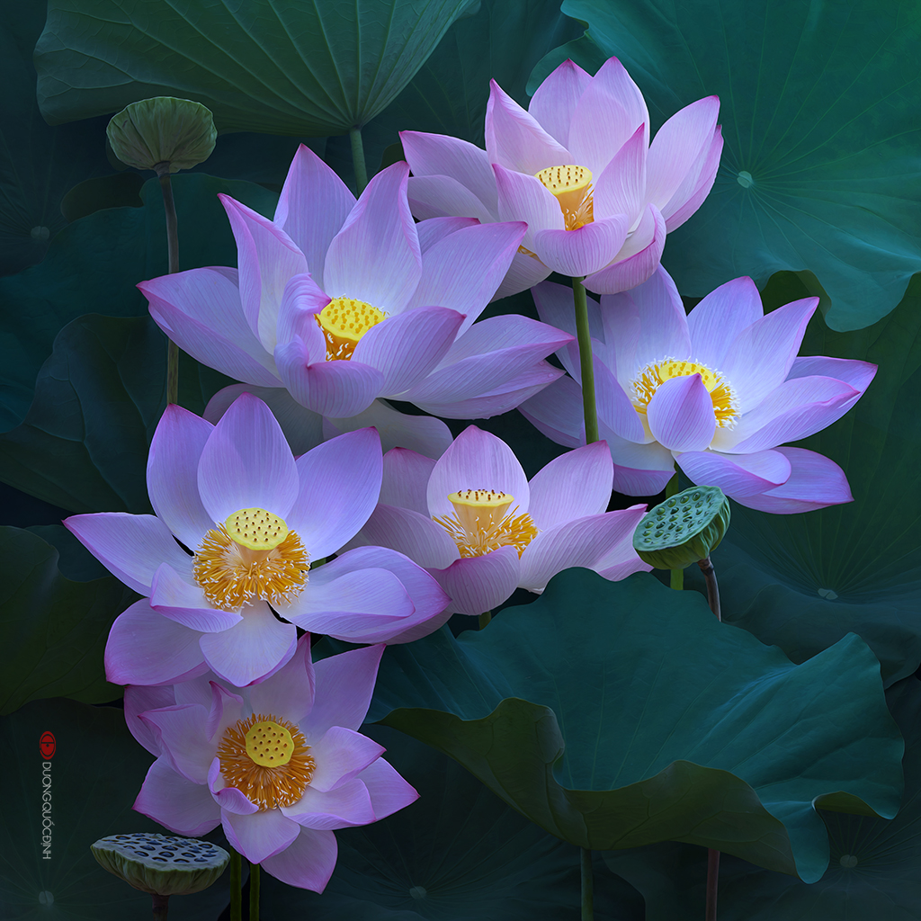 Hình hình họa hoa Sen vô Phật Giáo đẹp