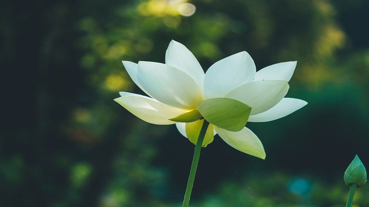 Hình hình họa hoa sen Phật giáo HD