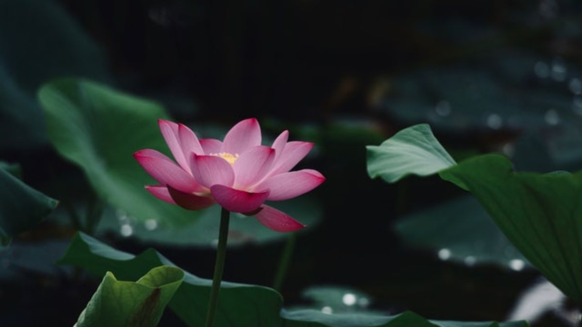 Hình hình họa hoa sen nhập Phật giáo đẹp