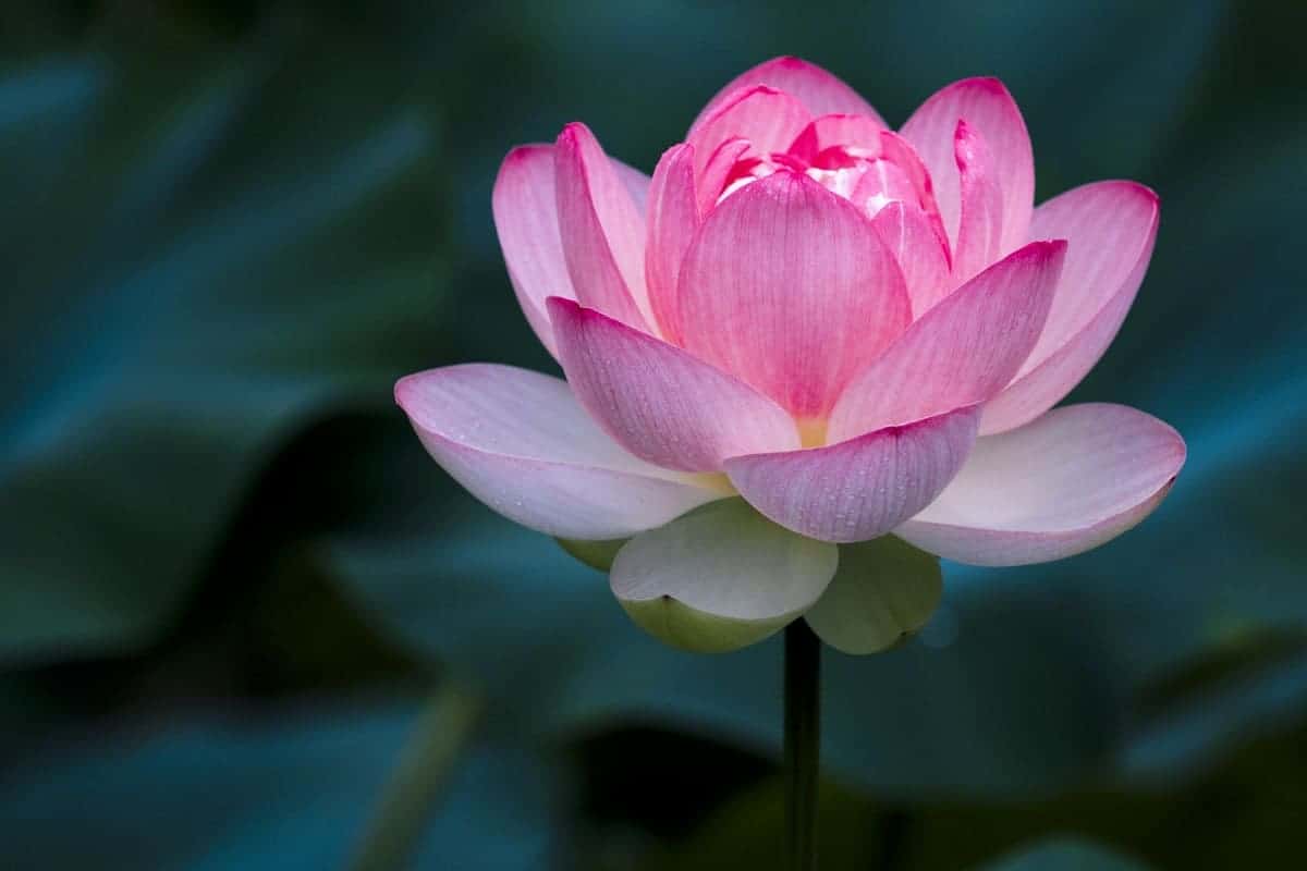 Hình hình họa hoa sen nhập Phật giáo