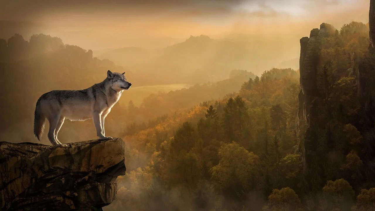 Hình nền chó sói đơn độc đẹp nhất nhất