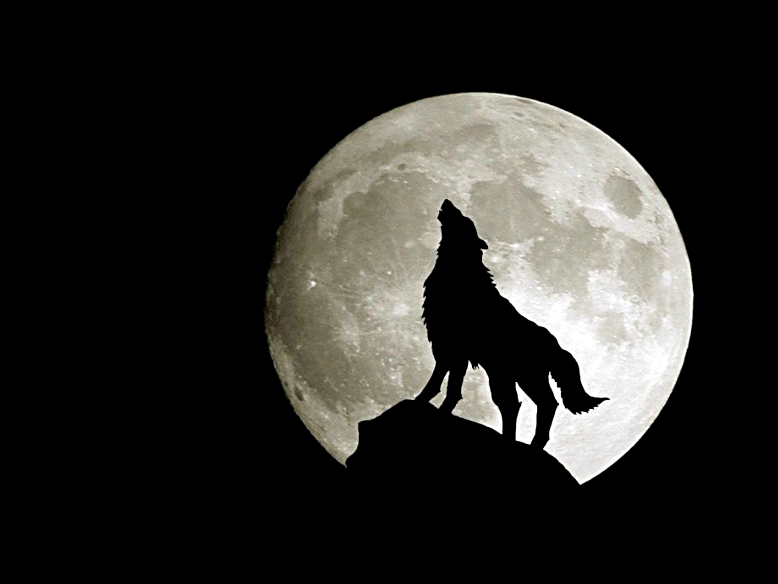 Hình nền con cái sói đơn độc bên dưới trăng