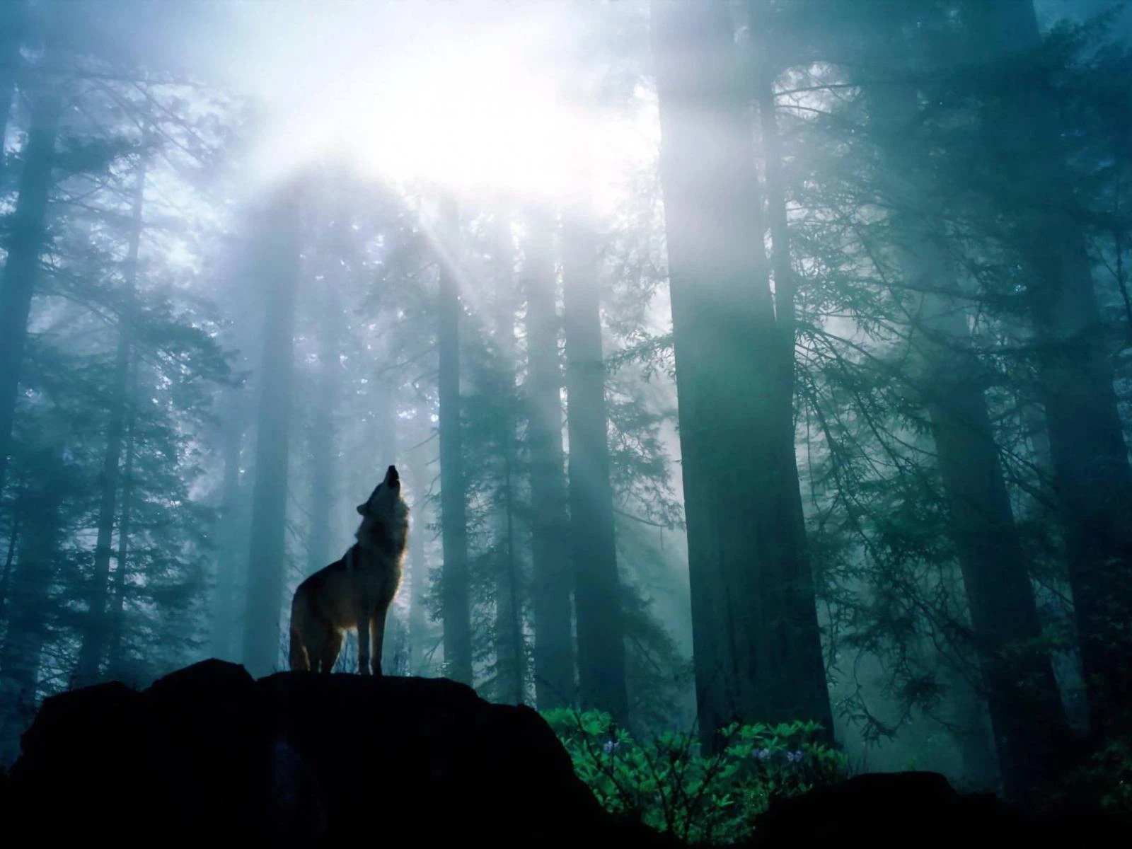 Hình nền con cái sói đơn độc vô rừng
