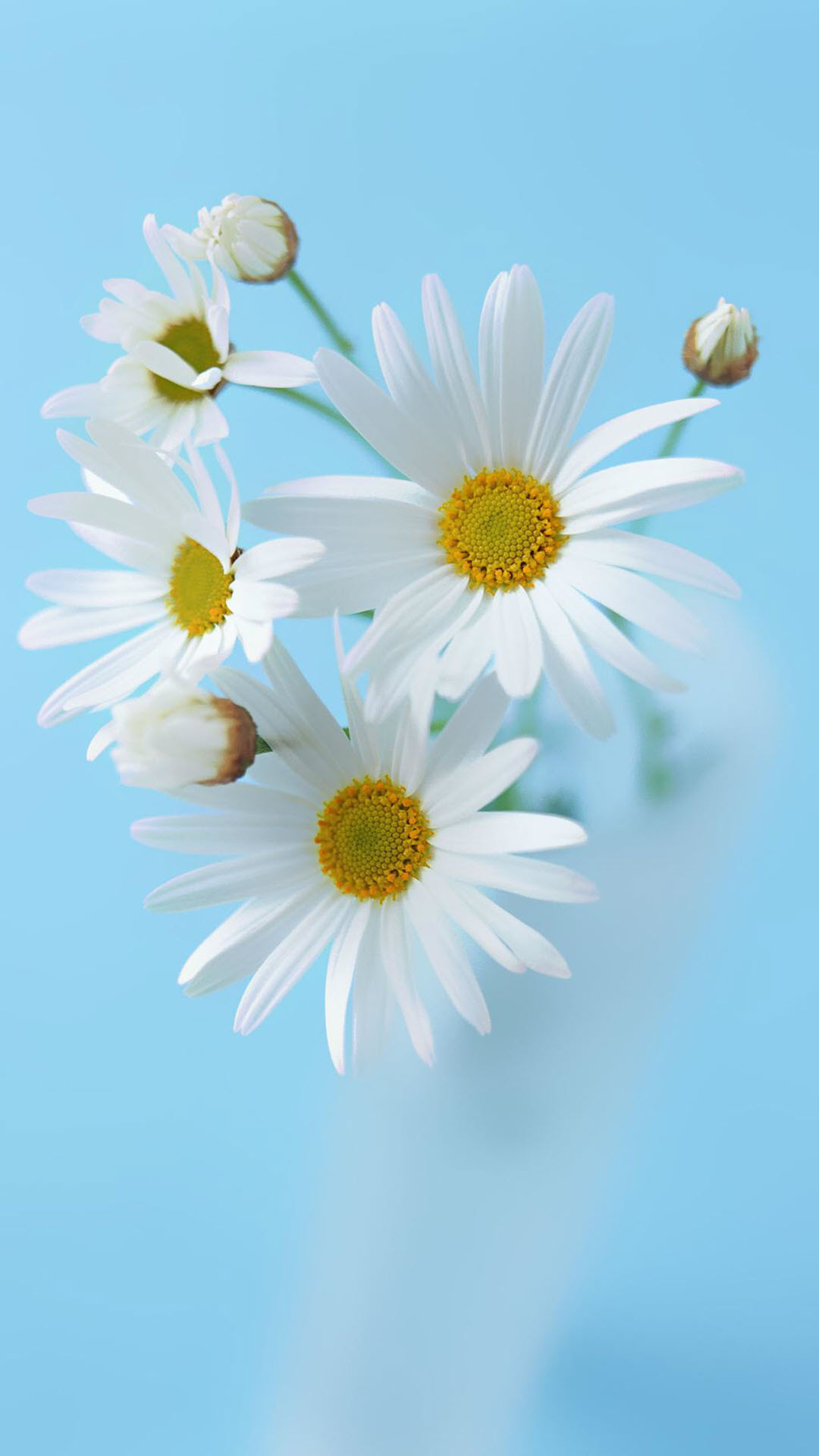 Hình nền hoa cúc họa mi trắng đẹp cho điện thoại