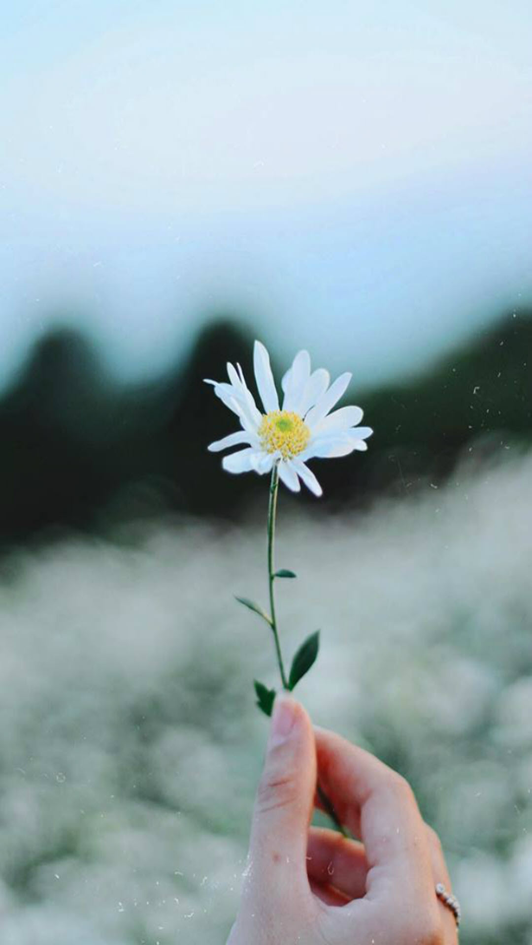 Hình nền hoa cúc họa mi trắng đẹp cho điện thoại