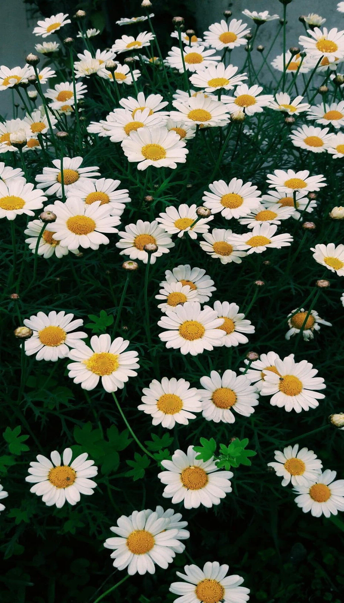 Hình nền hoa cúc Họa mi trắng Full HD đẹp