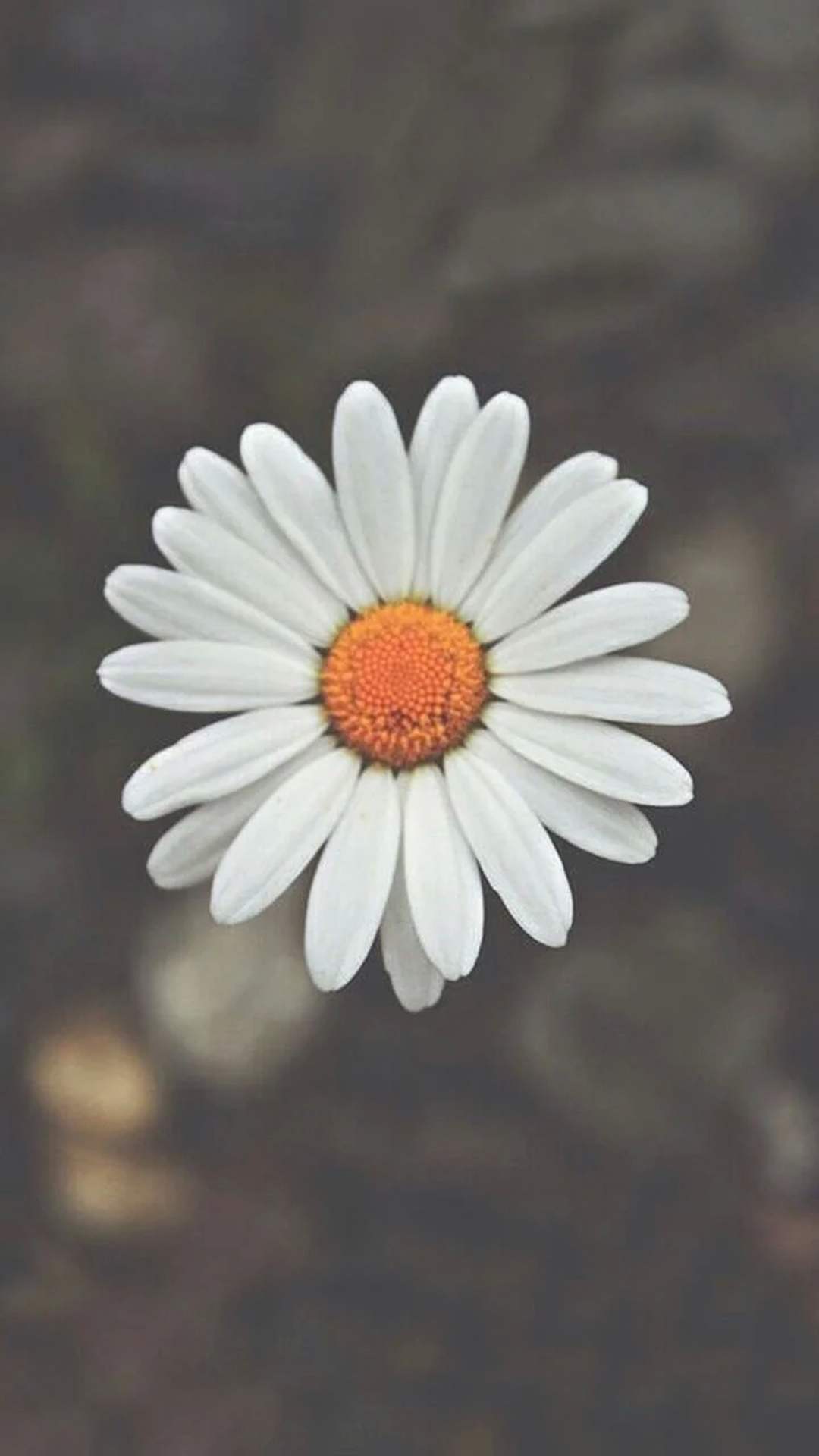 Hình nền hoa cúc trắng cho điện thoại