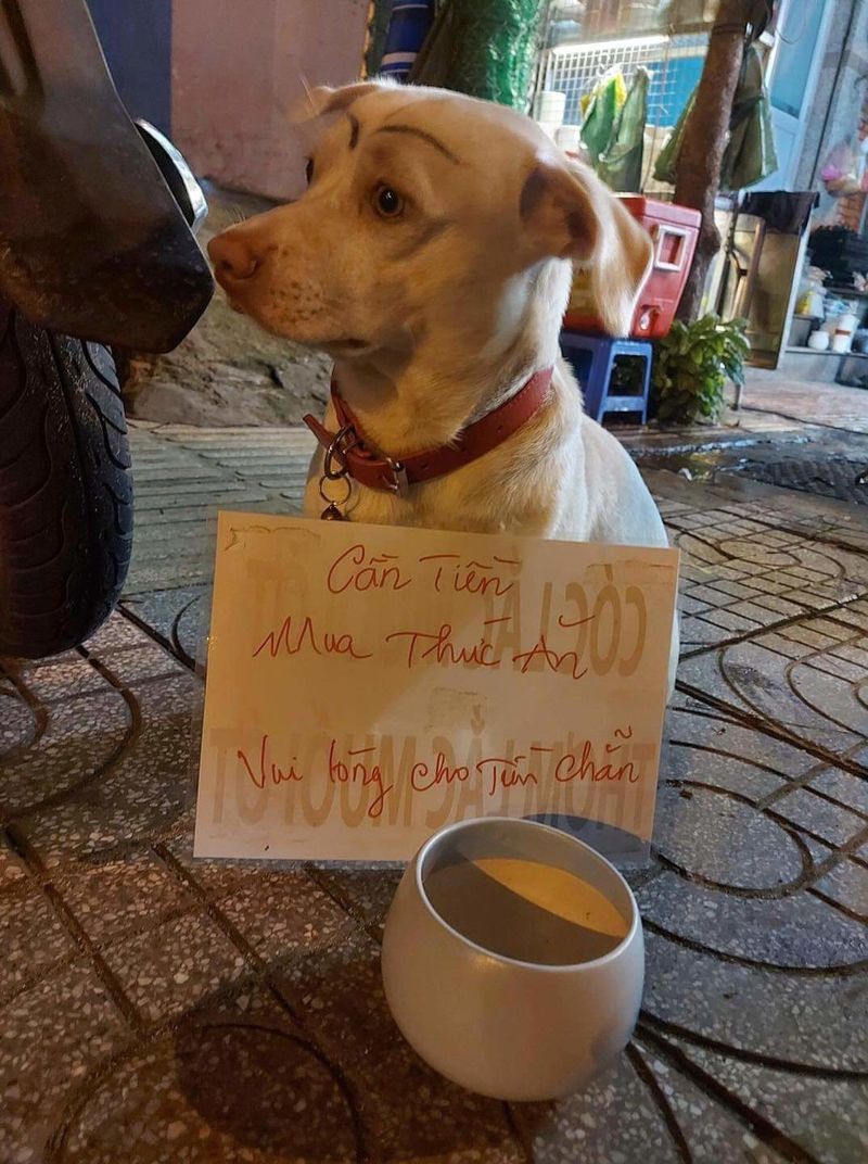 Bức ảnh hài hước về chú chó ăn xin
