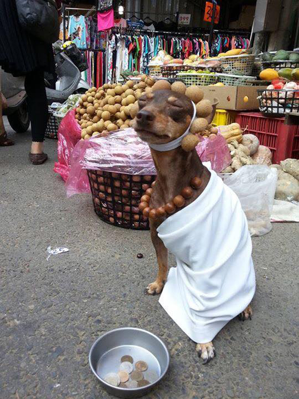 Một chú chó ngộ nghĩnh đáng yêu đi ăn xin ở chợ