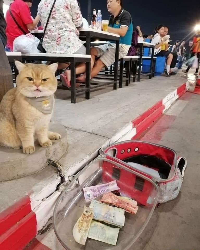 Hình ảnh hài hước nhất của chú mèo ăn xin