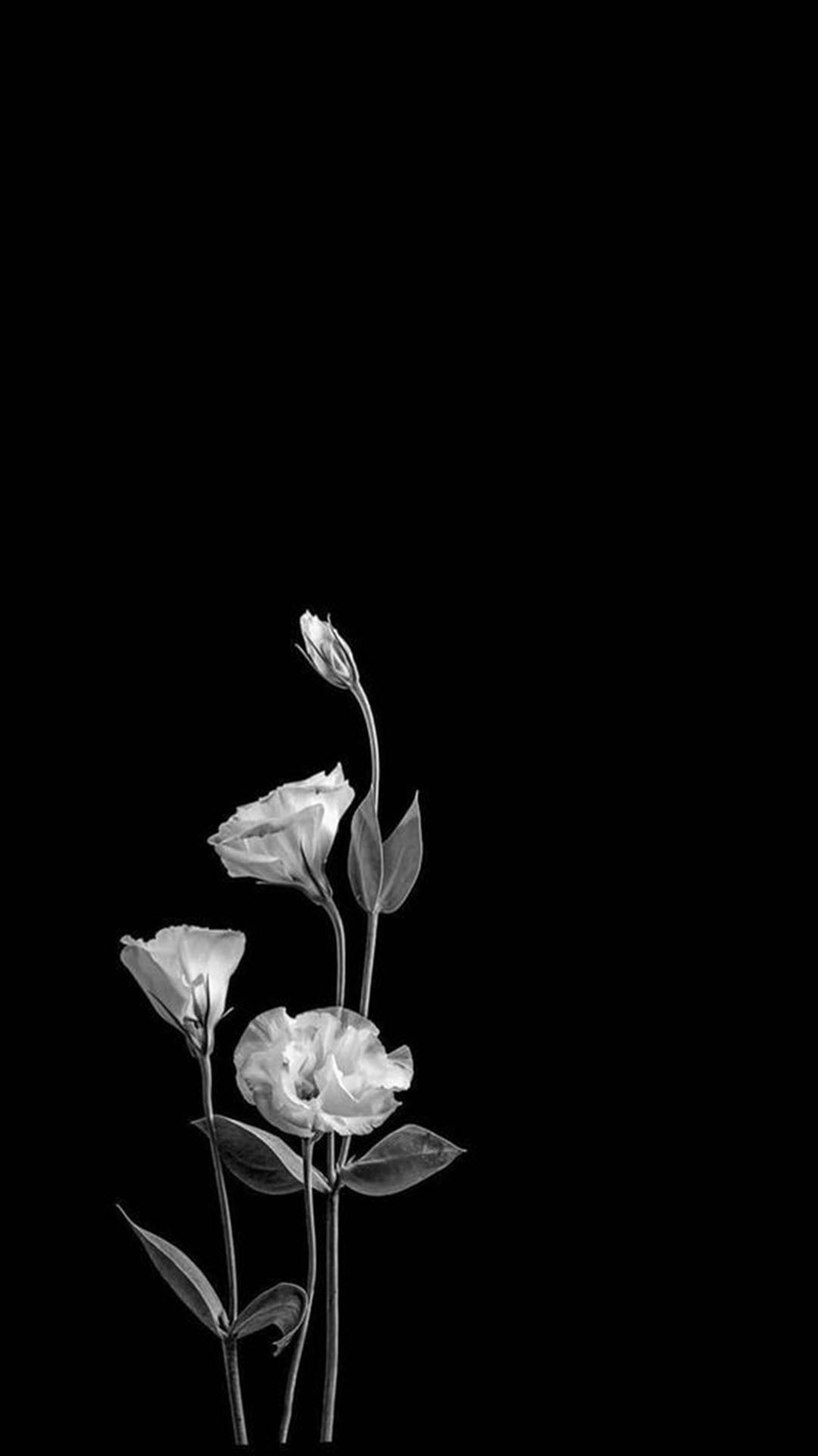 Hình nền hoa màu trắng buồn
