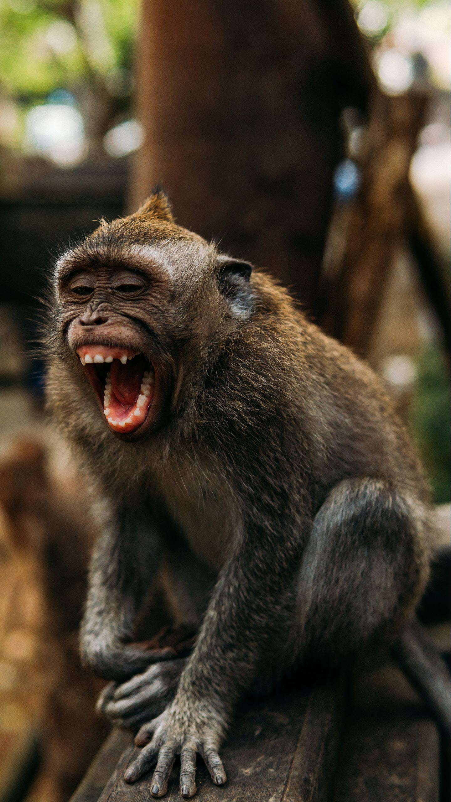 Bạn muốn tìm hình nền khỉ dễ thương để trang trí cho màn hình điện thoại? Vậy thì hãy tải về ngay bộ sưu tập hình ảnh khỉ cực kỳ đáng yêu của chúng tôi. Chắc chắn bạn sẽ không thể cưỡng lại sự dễ thương và duyên dáng của những bức hình này.