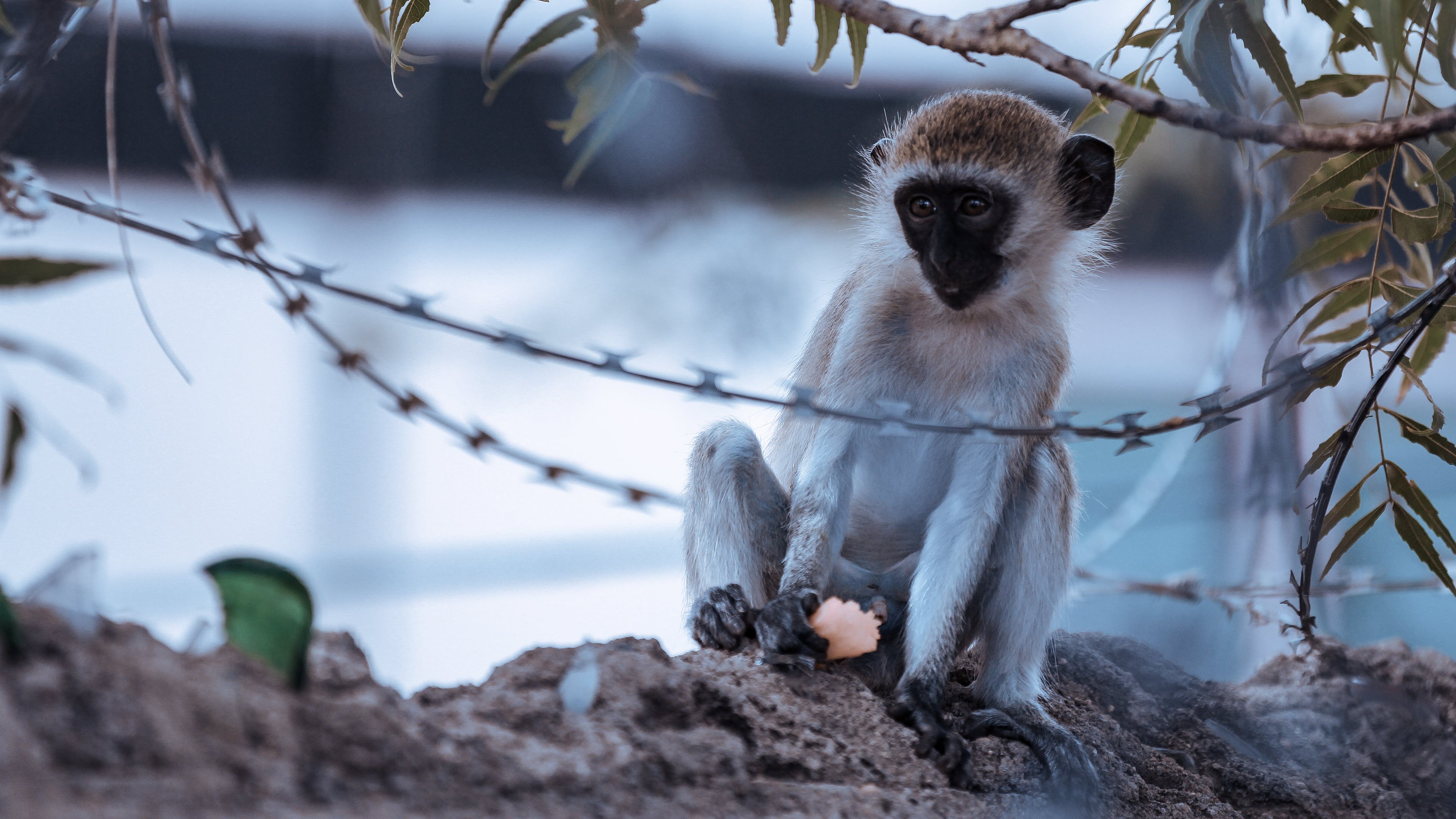 Phim Hoạt Hình Con Khỉ Dễ Thương | Công cụ đồ họa EPS Tải xuống miễn phí -  Pikbest