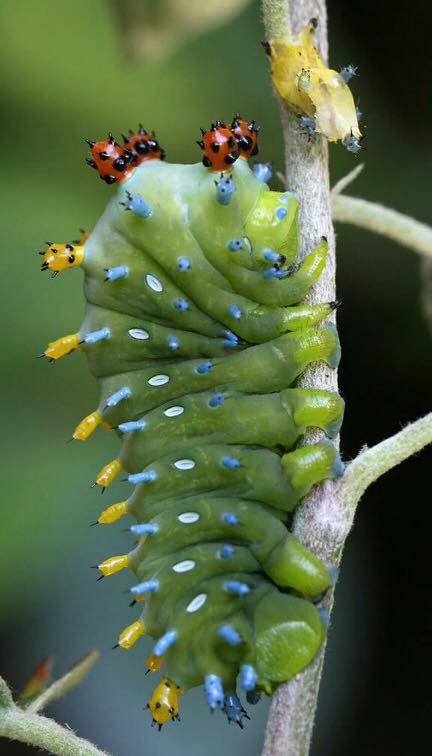 Hình ảnh con sâu bướm đẹp