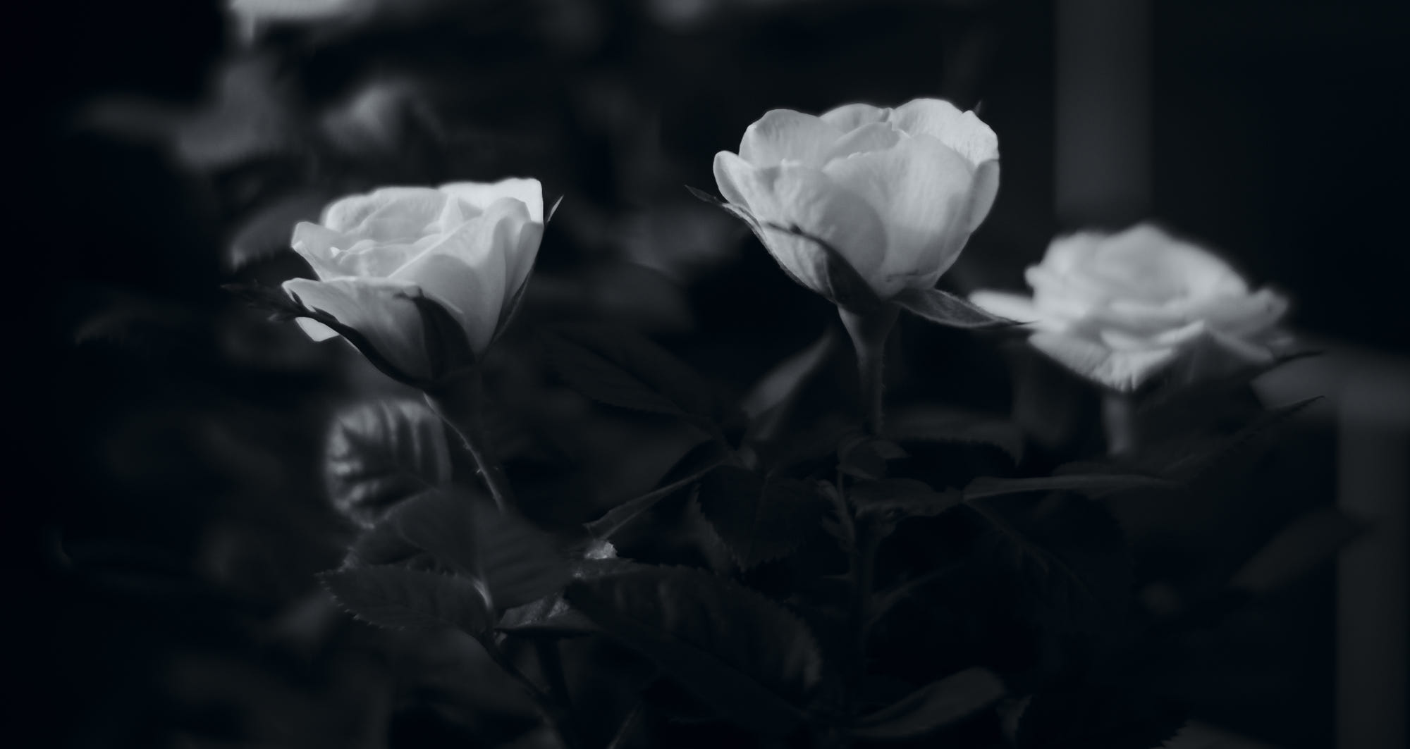 Hình ảnh hoa viếng tang đen