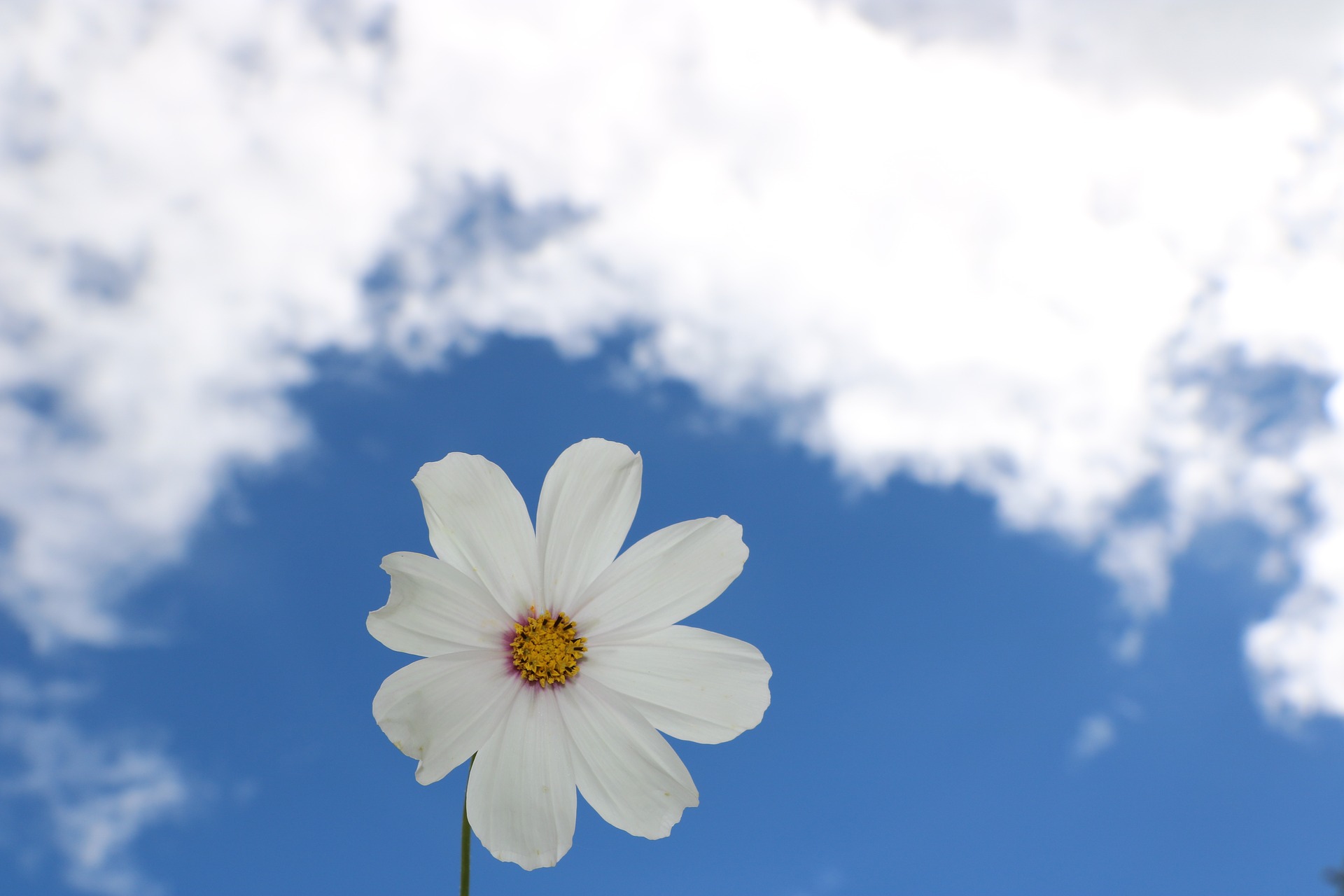 Ảnh bầu trời xanh và bông hoa trắng
