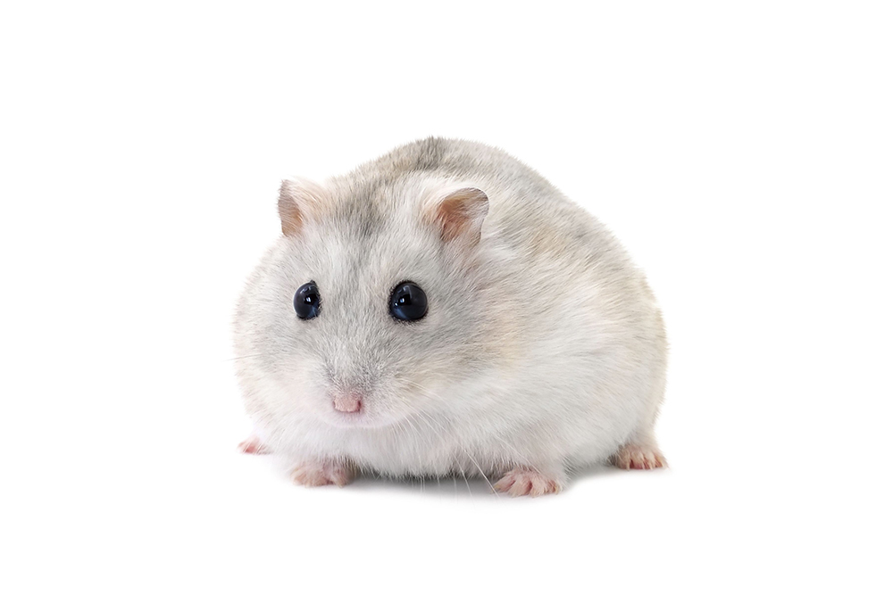 Tổng hợp những hình ảnh chuột hamster dễ thương nhất 2023 chuột hamster