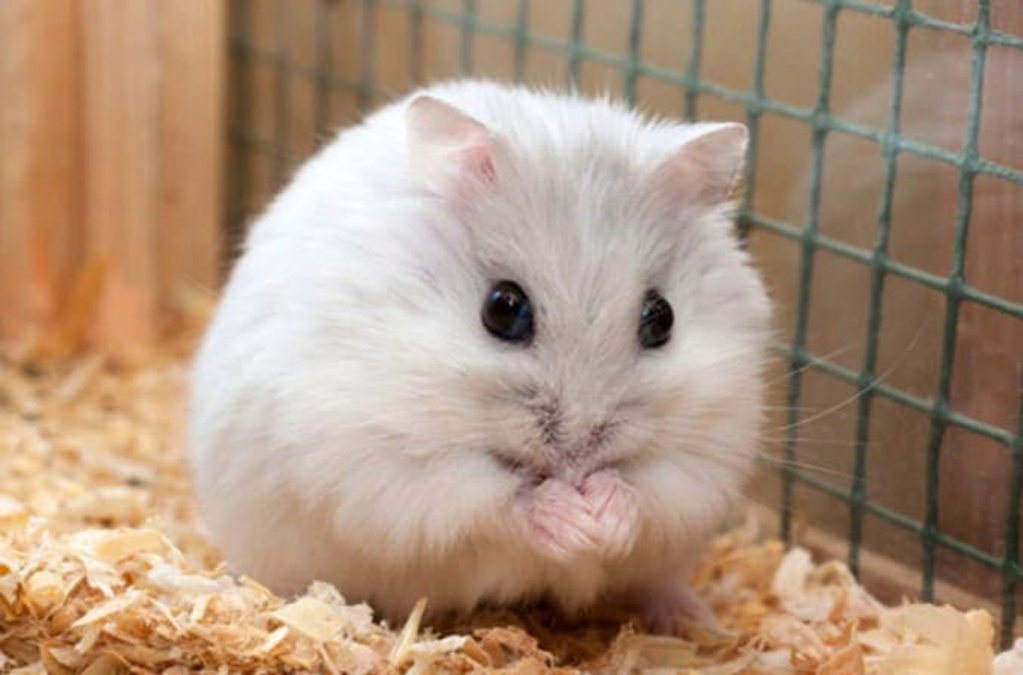 Ảnh chuột Hamster cute nhất
