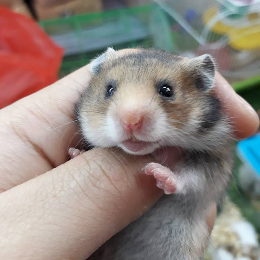 Hình ảnh chuột hamster cực đẹp