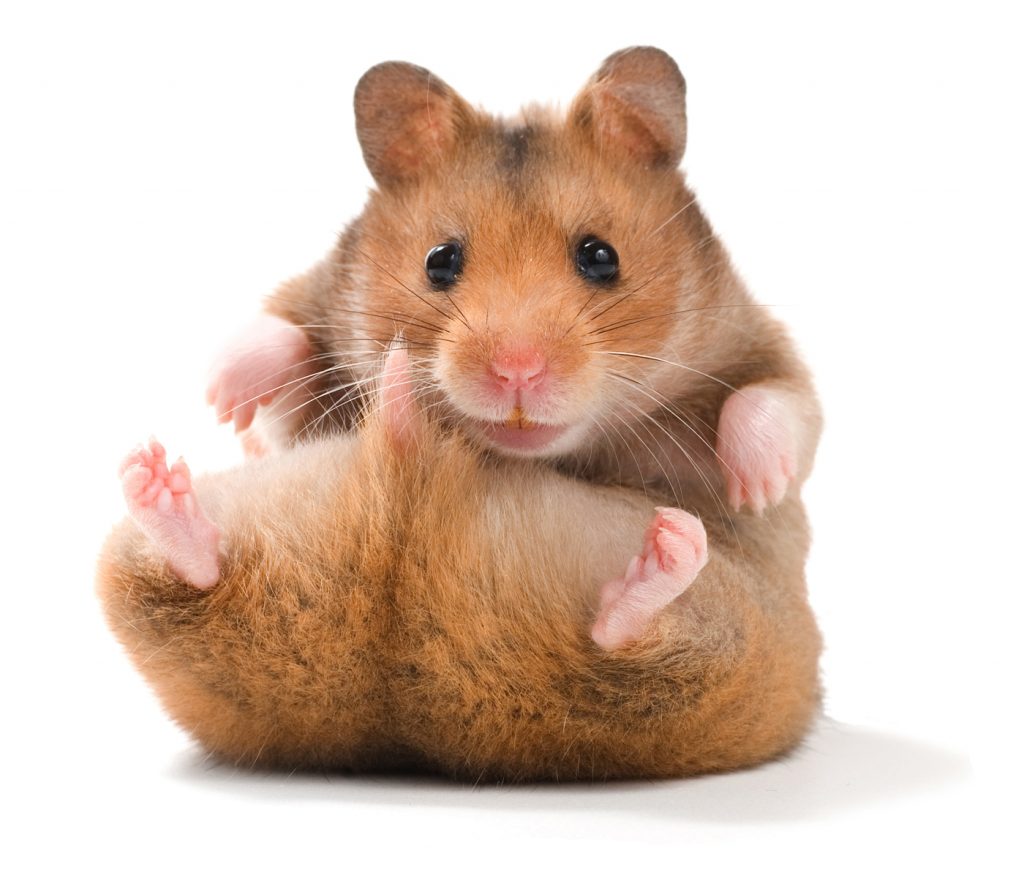 Hình ảnh chuột Hamster dễ thương, cute, đẹp nhất - Hình nền chuột ...