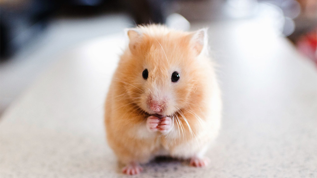 Ảnh chuột Hamster dễ thương