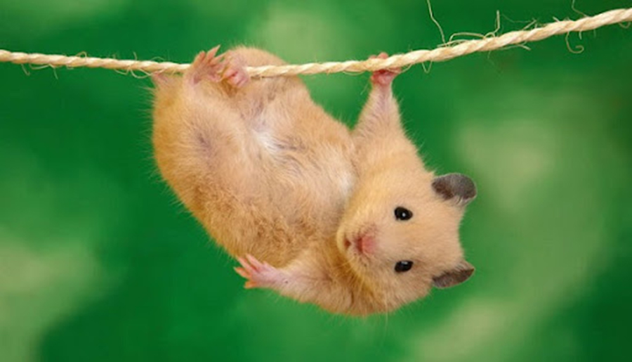 Hình ảnh của Hamster HD