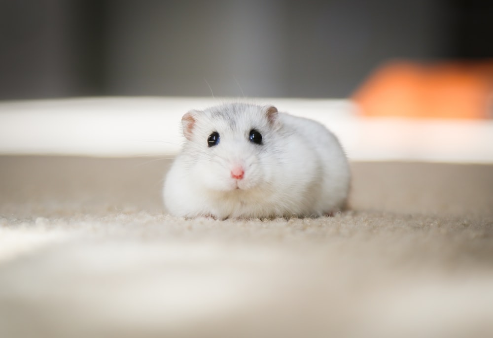 Ảnh nền chuột Hamster cute nhất