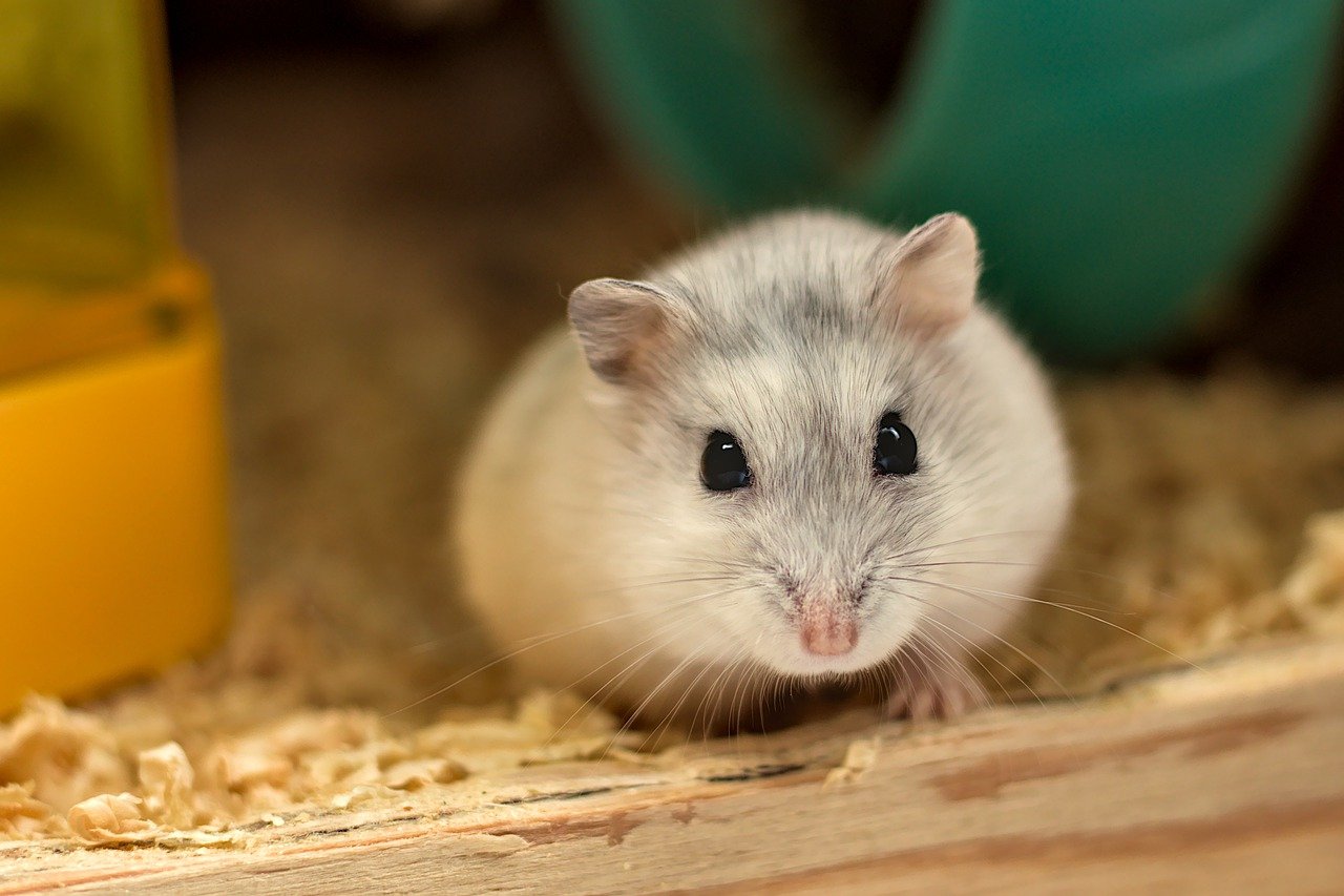 Hình ảnh chuột Hamster dễ thương, cute, đẹp nhất - Hình nền chuột ...