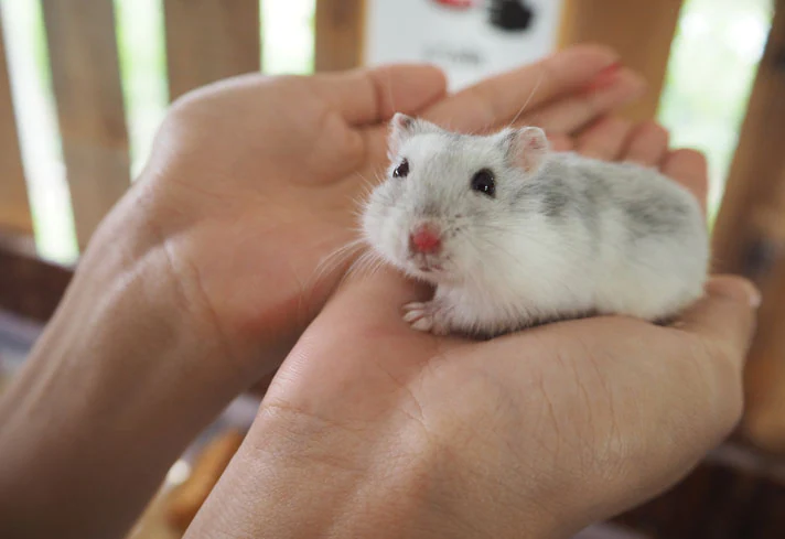 Hình ảnh chuột hamster cực đẹp