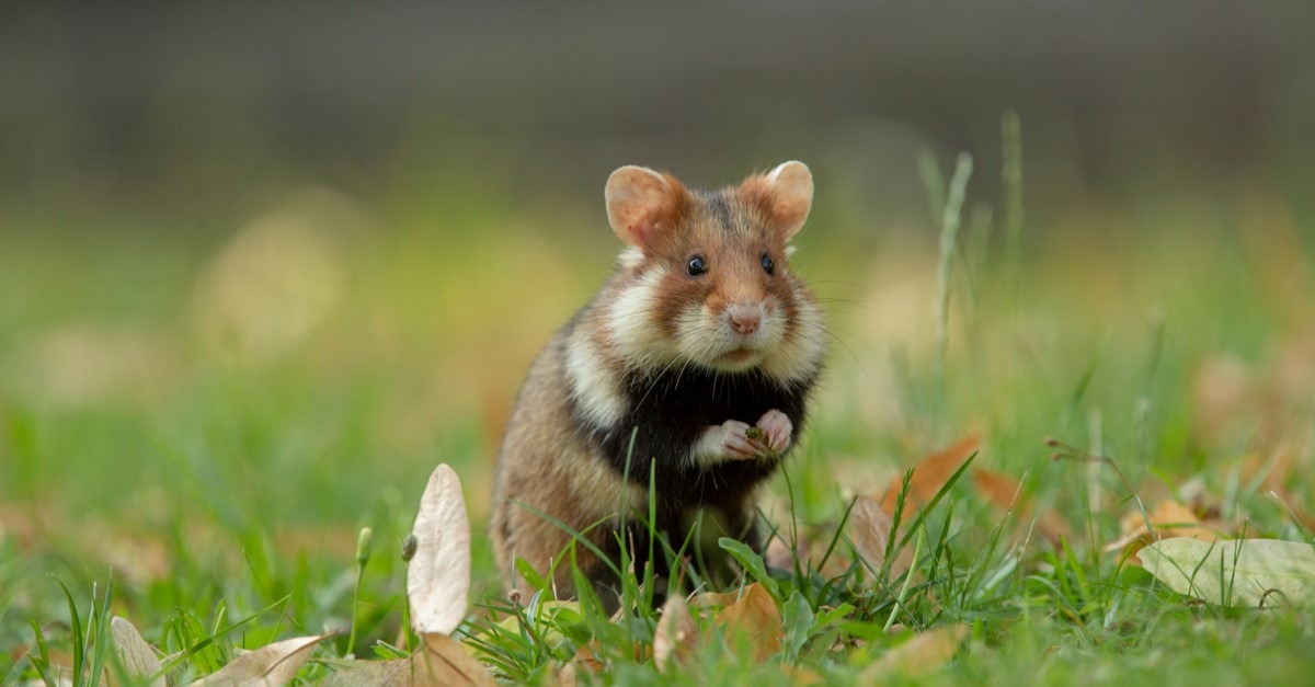 Hình ảnh của chuột Hamster