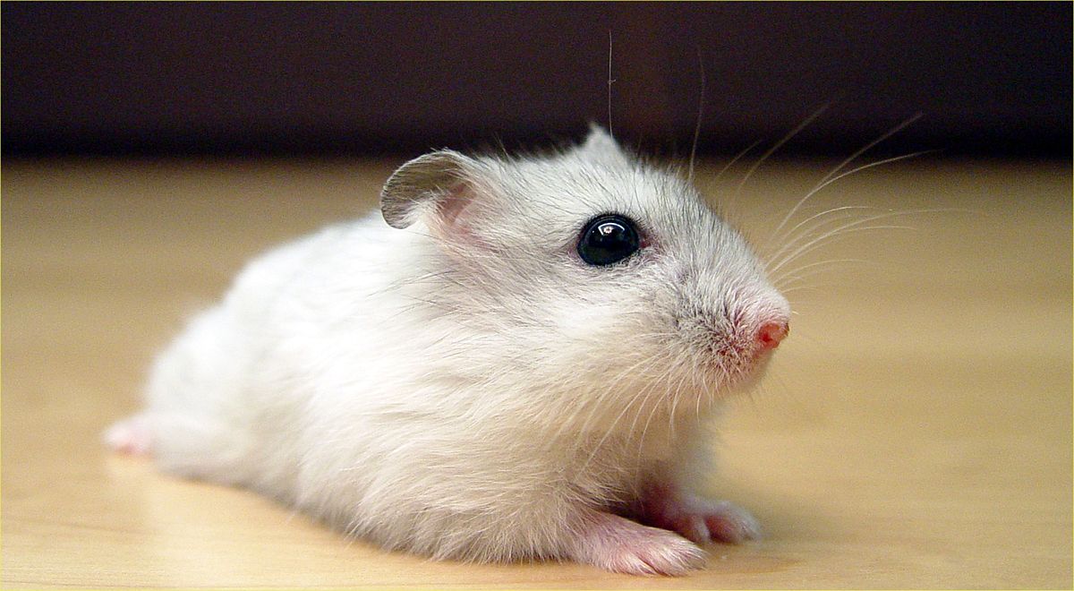 Chuột Hamster cute nhất