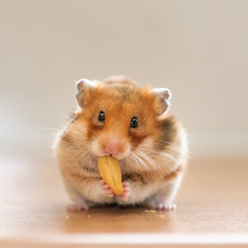 Chuột Hamster dễ dàng thương