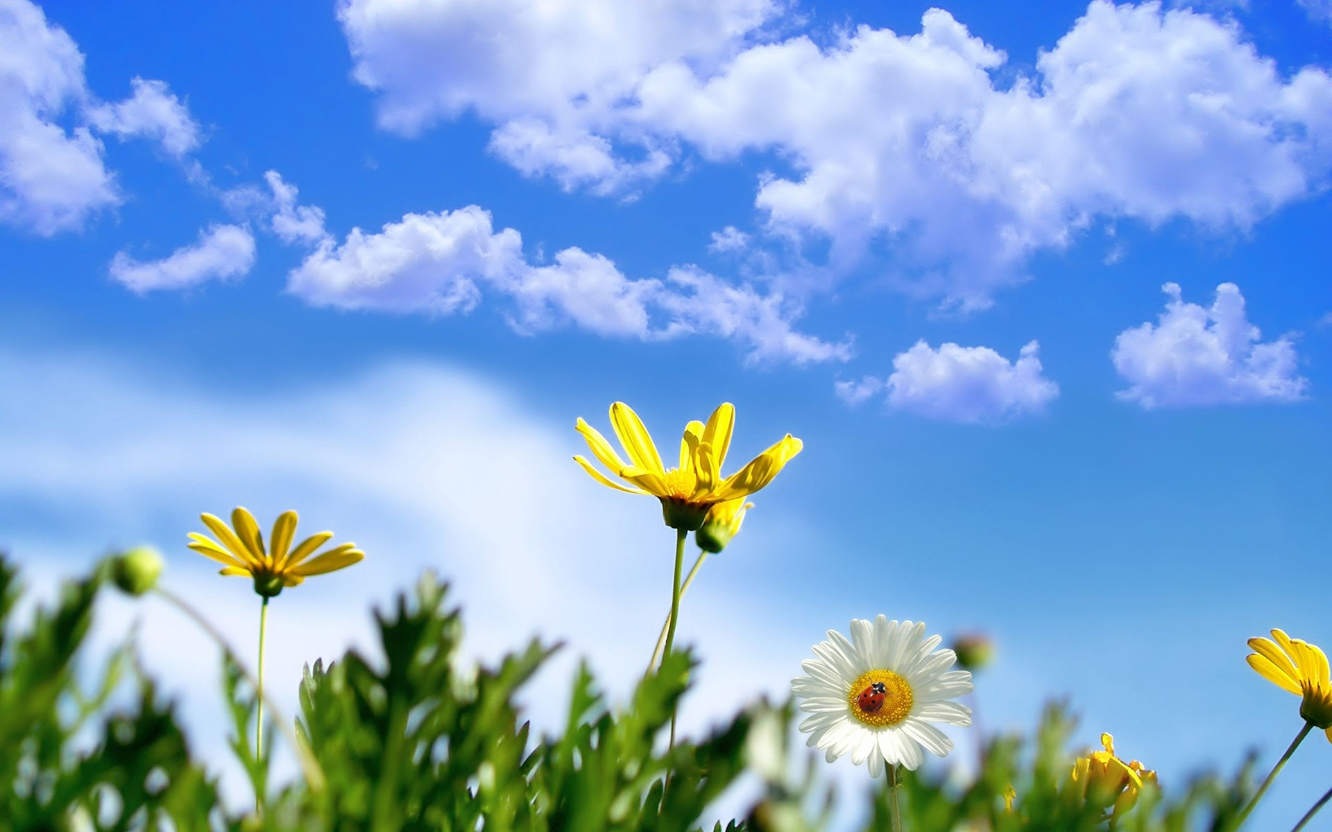 Hình ảnh bầu trời xanh và hoa