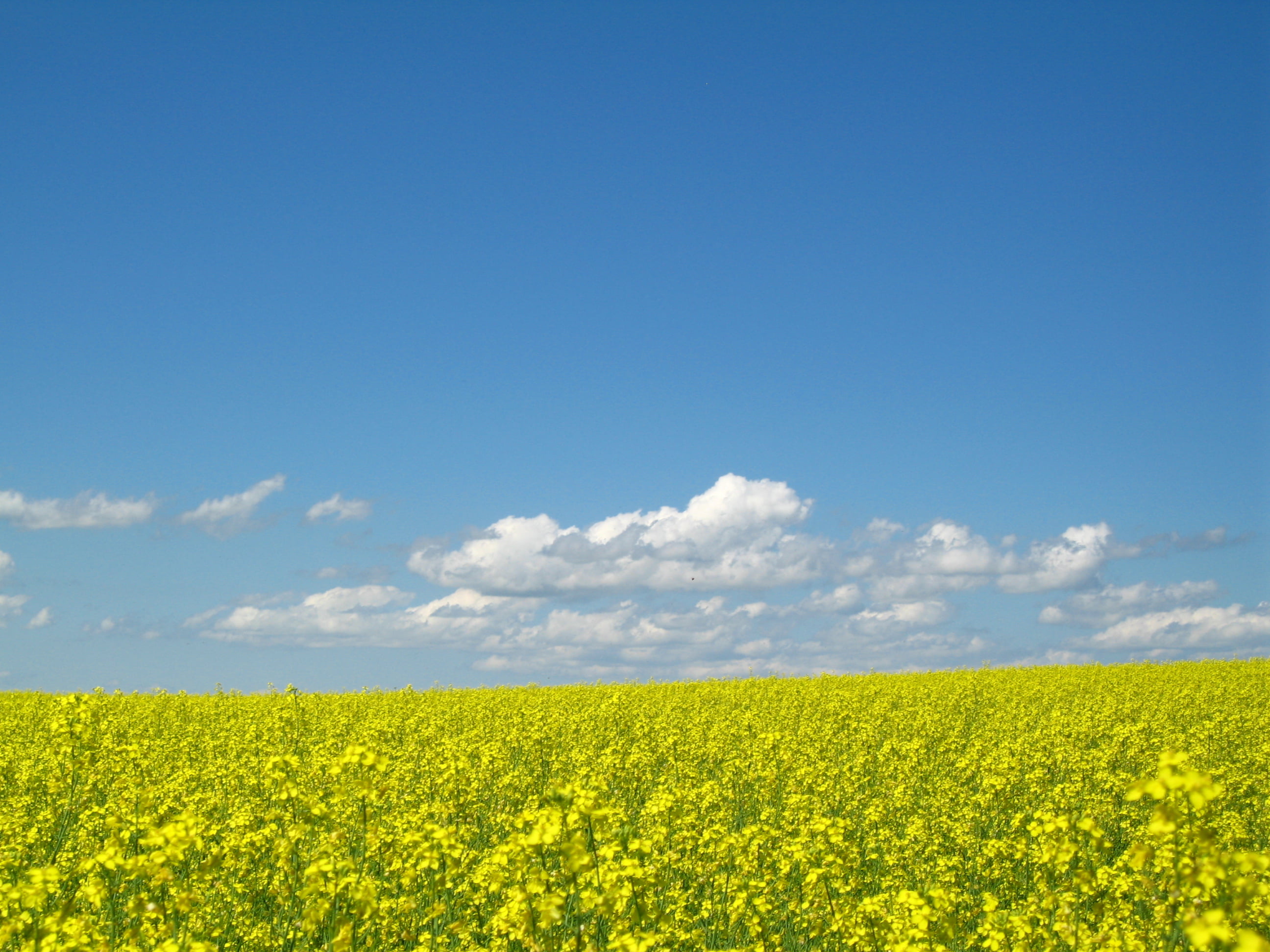 Hình ảnh cánh đồng hoa cải và bầu trời