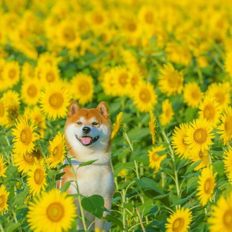 Hình ảnh chú chó Shiba đẹp bên hoa