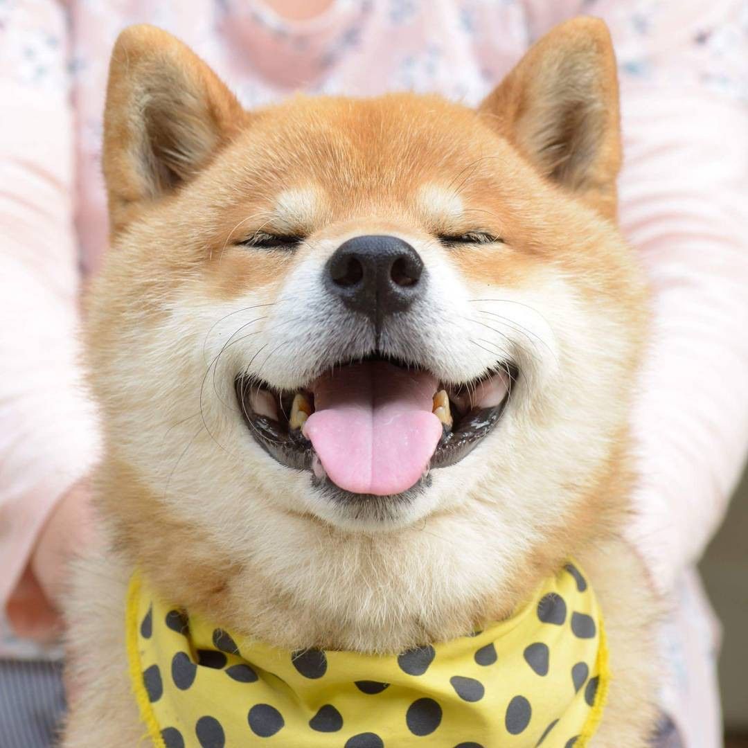 Hình ảnh Chú chó Shiba