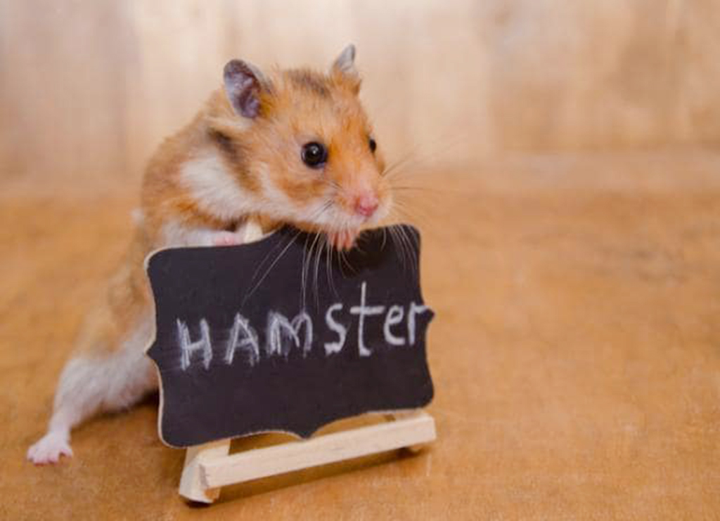 Hình hình họa con chuột Hamster unique cao
