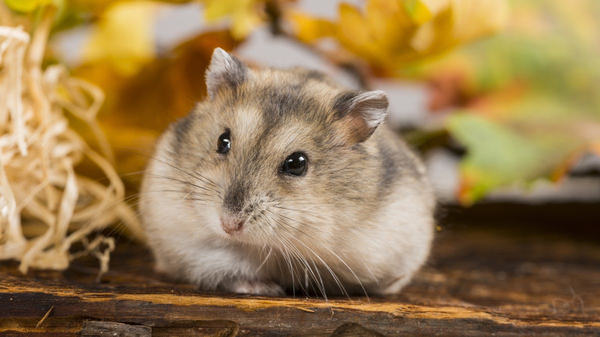 Hình hình họa con chuột Hamster đáng yêu nhất