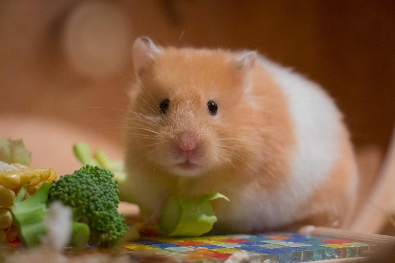 Hình hình họa con chuột Hamster đáng yêu siêu đẹp