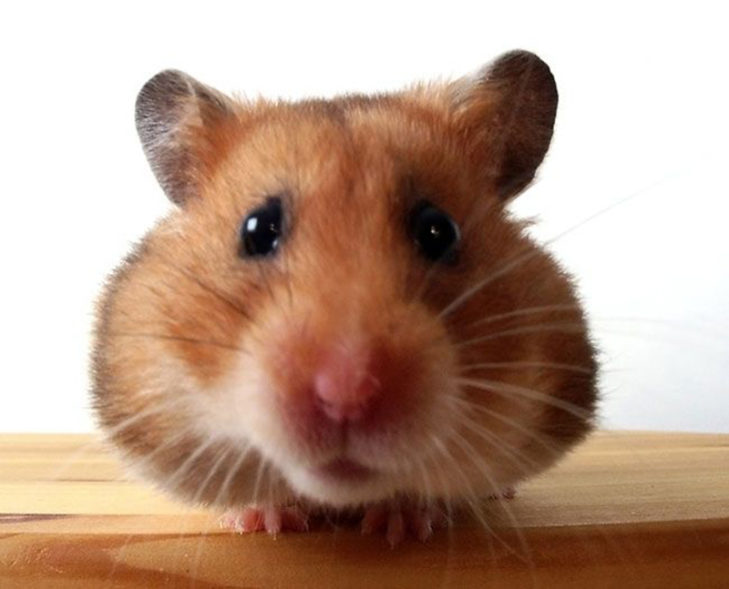 Hình ảnh chuột Hamster cute