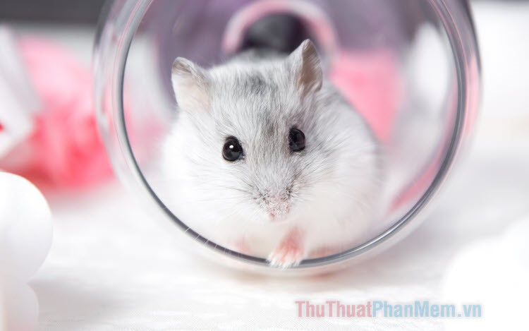 Hình ảnh chuột Hamster nhỏ nhắn xinh xắn và đáng yêu nhất