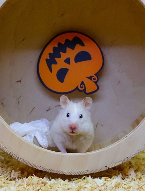 Hình ảnh chuột Hamster dễ thương đẹp nhất