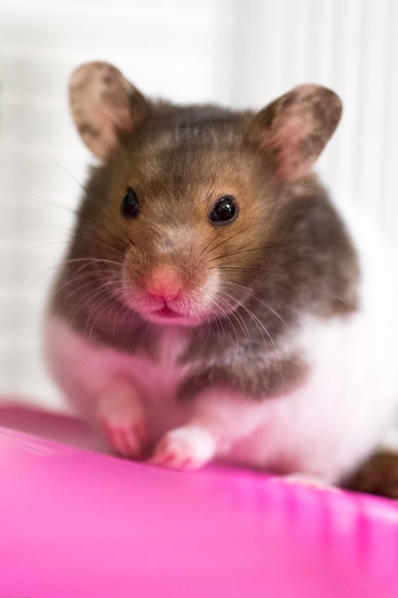 Hình hình họa con chuột Hamster đẹp mắt siêu cute