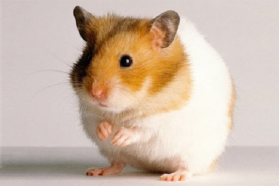 Hình ảnh chuột Hamster đẹp