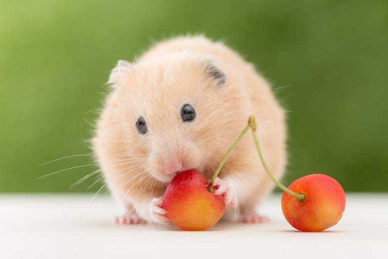 Hình hình họa con chuột Hamster full HD