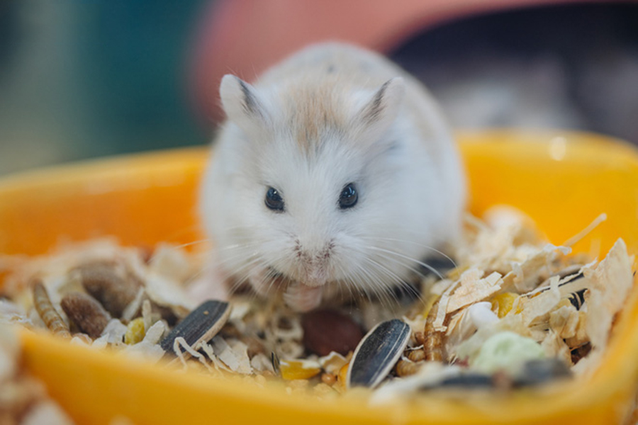 Hình hình họa con chuột Hamster
