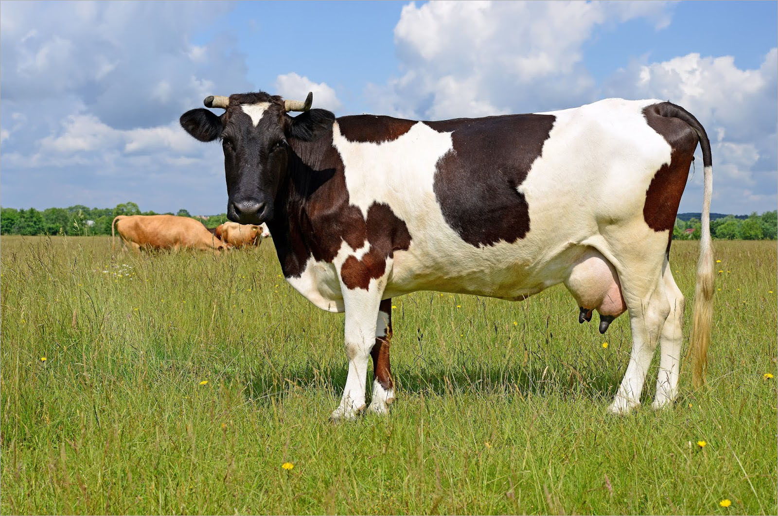 Hình ảnh con bò sữa cho trẻ nhận biết