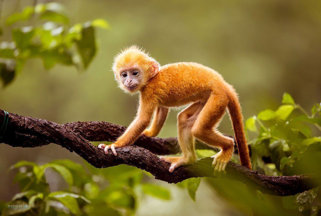 Hình hình ảnh con cái khỉ mang đến nhỏ nhắn nhận biết