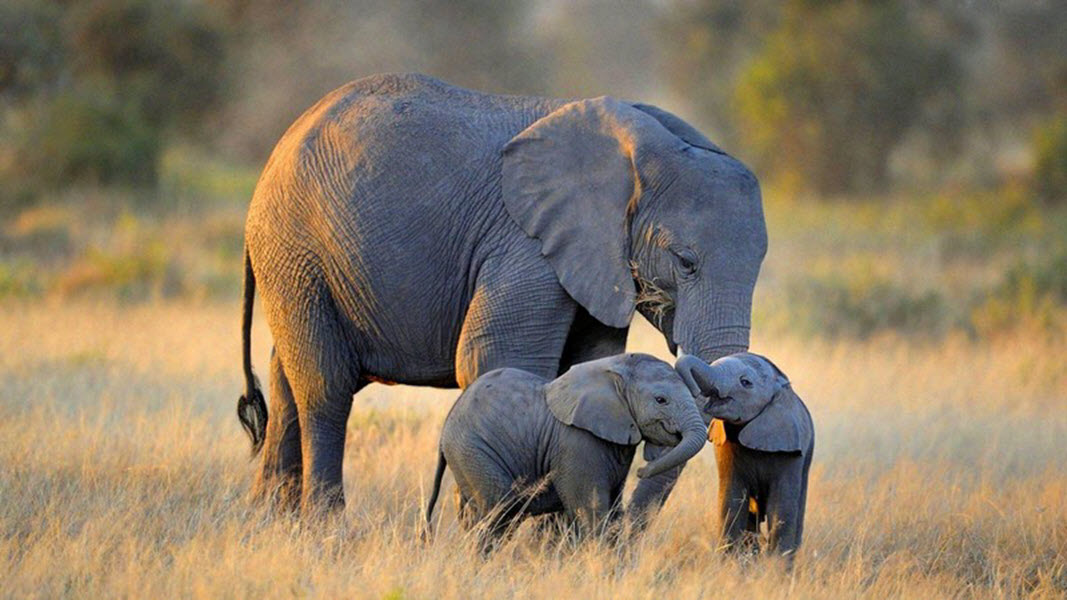 Hình hình ảnh con cái voi mang đến nhỏ nhắn nhận biết